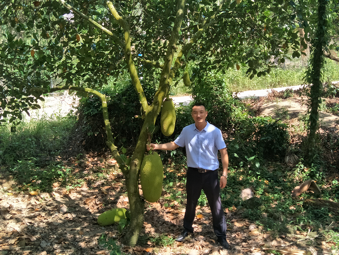 海南菠萝蜜种植基地