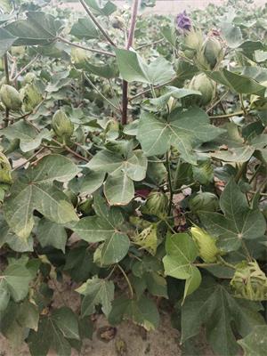 新疆棉花种植基地